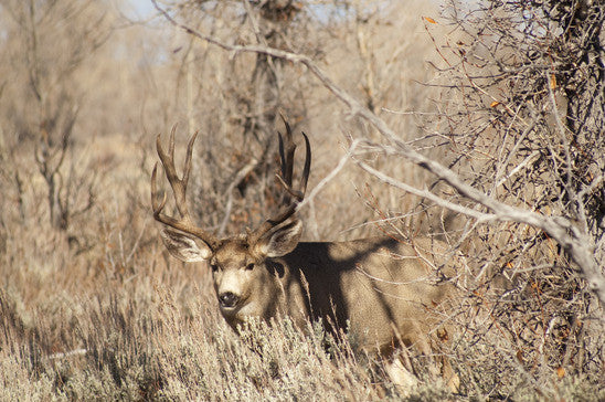 5 Things to do Before Deer Season